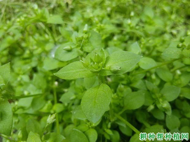 小繁缕(石竹科)