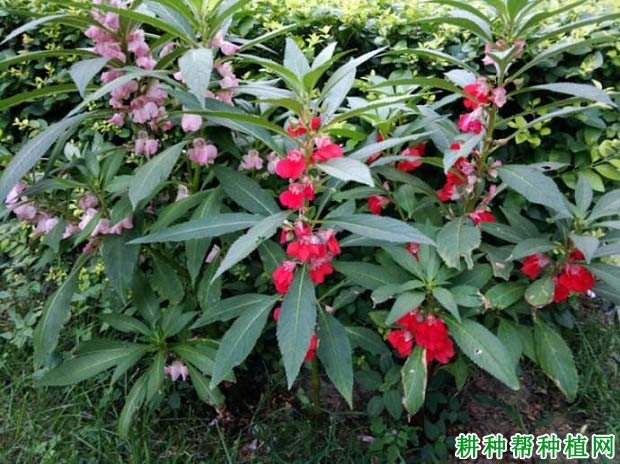 指甲花,急性子,女兒花一,中文名稱:鳳仙花鳳仙花圖片,鳳仙花長怎麼樣