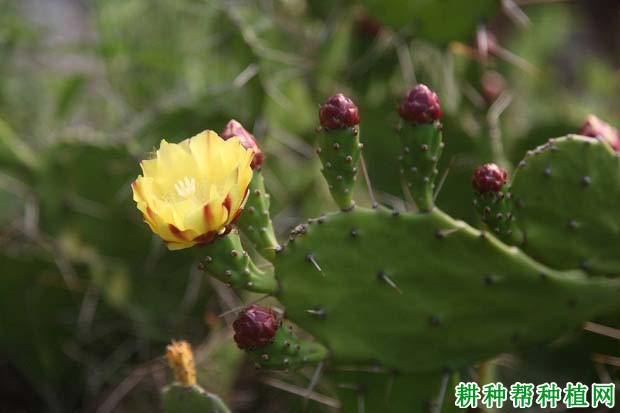 單刺仙人掌圖片,單刺仙人掌長怎麼樣,單刺仙人掌有什麼藥用價值?