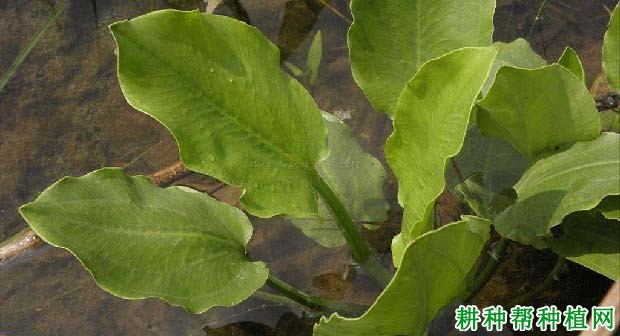 四,分類:澤瀉科澤瀉屬三,英文名:orientale waterplantain rhizome二