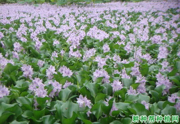 浮水蓮花一,中文名稱:鳳眼蓮鳳眼蓮圖片,鳳眼蓮長怎麼樣,鳳眼蓮有什麼