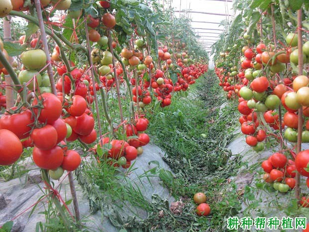 番茄怎么施肥，用什么肥料好？