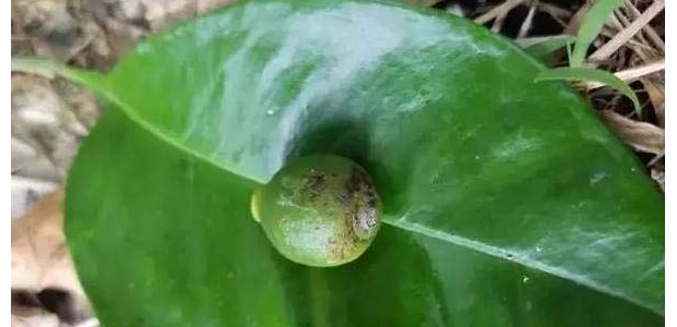 ȱʲô֢״βȣ