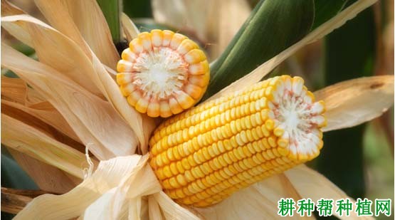 康农玉999玉米品种好不好? 康农玉999玉米品种好不好?