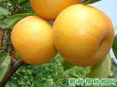 华高砂梨品种好不好? 华高砂梨品种好不好?