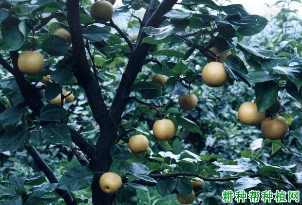 华高砂梨品种好不好? 华高砂梨品种好不好?