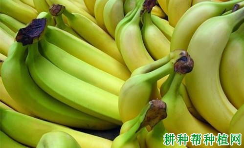 2019年7月15日香蕉价格行情