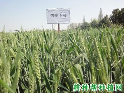 信麦9号弱春性小麦品种好不好? 信麦9号弱春性小麦品种好不好?