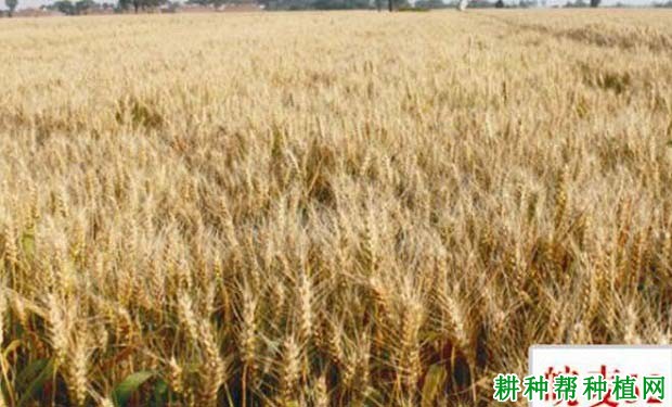 皖麦52号半冬性小麦品种好不好? 皖麦52号半冬性小麦品种好不好?