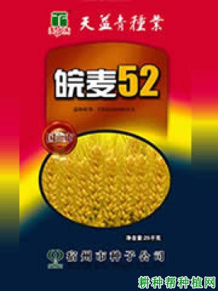 皖麦52号半冬性小麦品种好不好? 皖麦52号半冬性小麦品种好不好?
