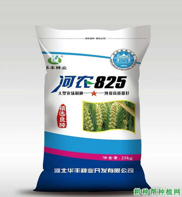 河农825冬性小麦品种好不好? 河农825冬性小麦品种好不好?