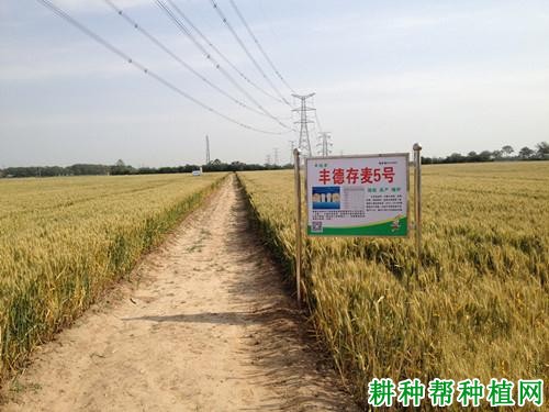 赤麦5号春性小麦品种好不好? 赤麦5号春性小麦品种好不好?