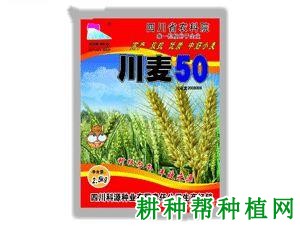 川麦50 春性小麦品种好不好? 川麦50 春性小麦品种好不好?