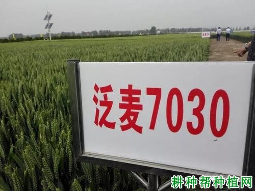 泛麦7030品种好不好? 泛麦7030品种好不好?