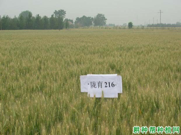 陇育2号冬性小麦品种好不好? 陇育2号冬性小麦品种好不好?