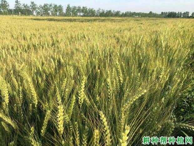 山农30号品种好不好? 山农30号品种好不好?