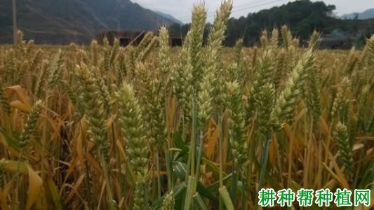 石麦001品种好不好? 石麦001品种好不好?