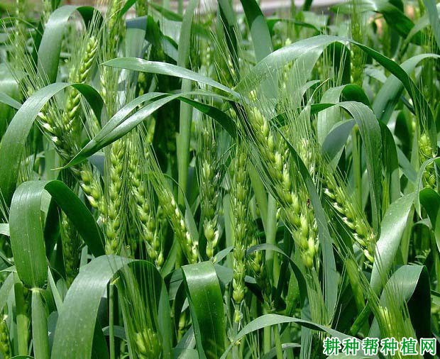 宁春51号春性小麦品种好不好? 宁春51号春性小麦品种好不好?