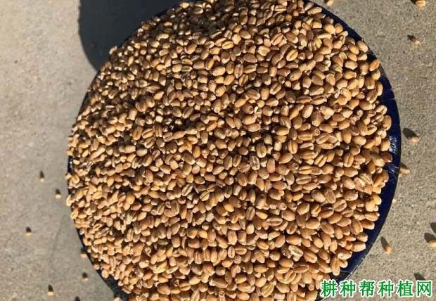 宁春51号春性小麦品种好不好? 宁春51号春性小麦品种好不好?