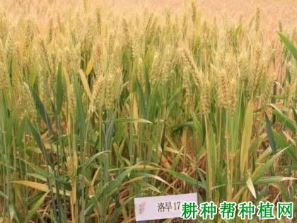 洛旱17品种好不好? 洛旱17品种好不好?