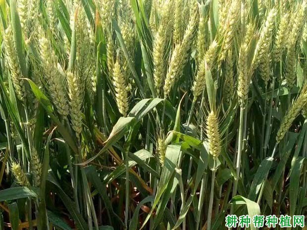 洛旱17品种好不好? 洛旱17品种好不好?