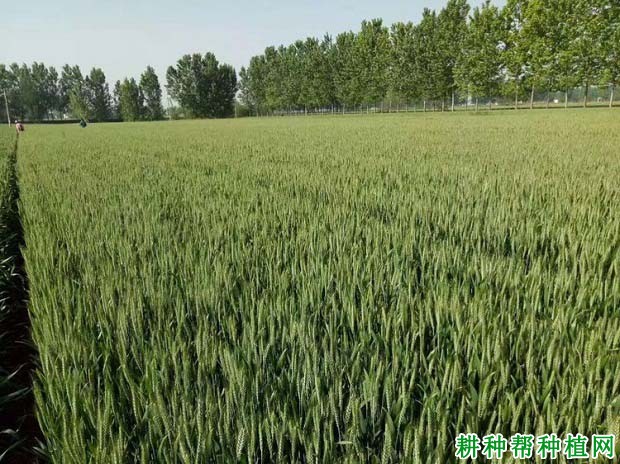 洛旱17品种好不好? 洛旱17品种好不好?