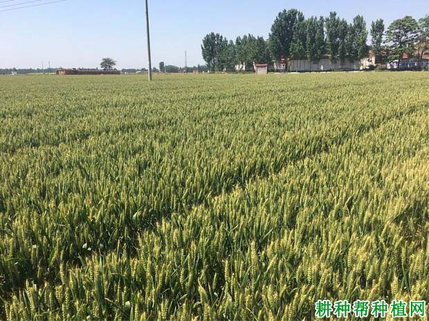 洛旱17品种好不好? 洛旱17品种好不好?