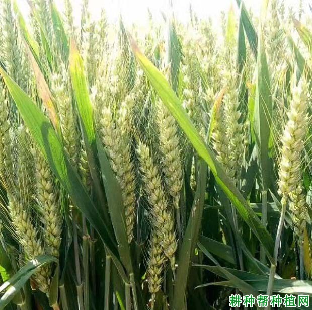 洛旱17品种好不好? 洛旱17品种好不好?