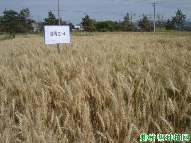 陇春27号春性小麦品种好不好? 陇春27号春性小麦品种好不好?