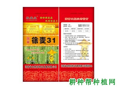 徐麦31半冬性小麦品种好不好? 徐麦31半冬性小麦品种好不好?