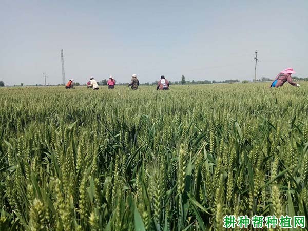 郑麦314半冬性小麦品种好不好? 郑麦314半冬性小麦品种好不好?