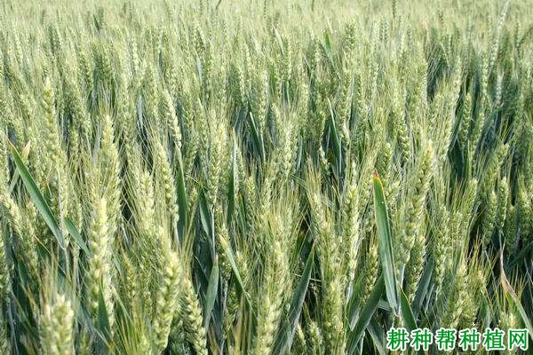 淮麦26半冬性小麦品种好不好? 淮麦26半冬性小麦品种好不好?