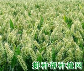 绵麦45春性小麦品种好不好? 绵麦45春性小麦品种好不好?