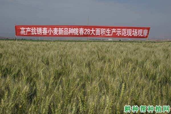 陇春28号春性小麦品种好不好? 陇春28号春性小麦品种好不好?