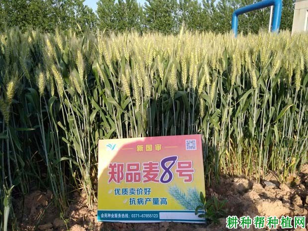 郑品麦8号小麦品种好不好? 郑品麦8号小麦品种好不好?
