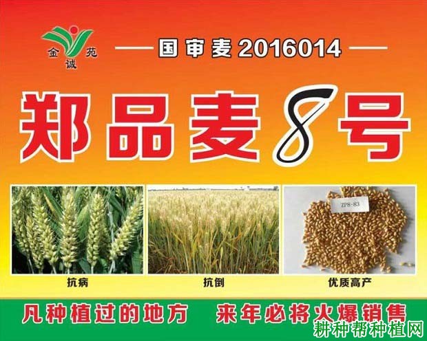 郑品麦8号小麦品种好不好? 郑品麦8号小麦品种好不好?