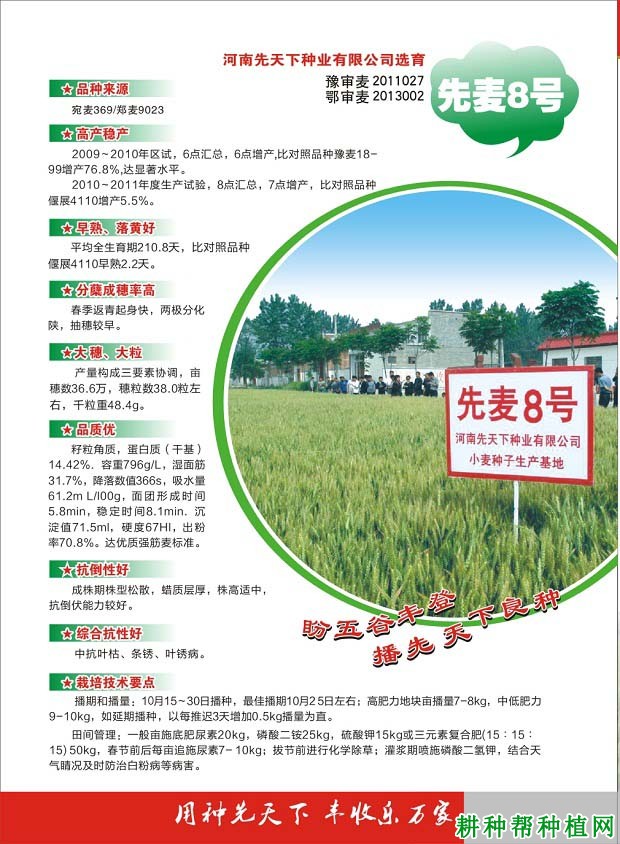 先麦8号小麦品种好不好? 先麦8号小麦品种好不好?