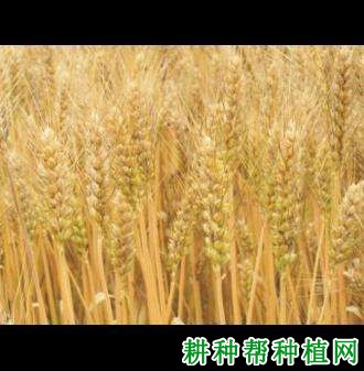 川麦48春性小麦品种好不好? 川麦48春性小麦品种好不好?