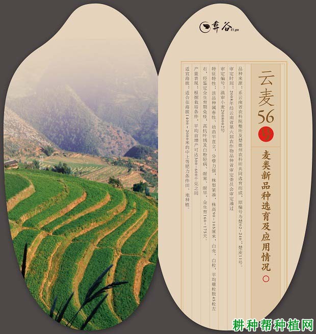 云麦56春性小麦品种好不好? 云麦56春性小麦品种好不好?