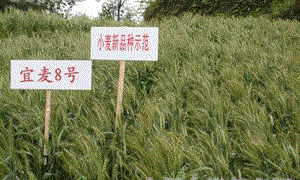 宜麦8号春性小麦品种好不好? 宜麦8号春性小麦品种好不好?