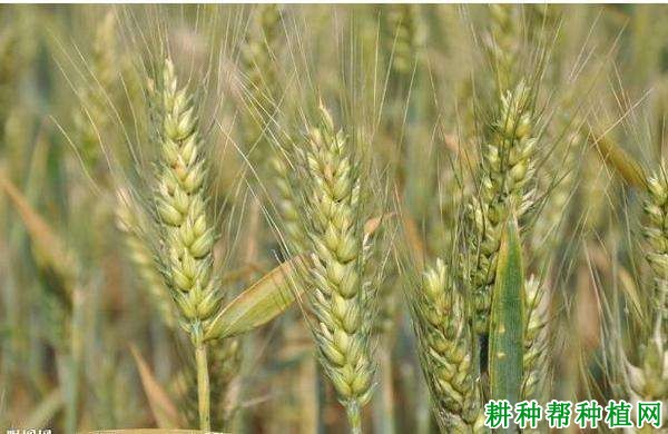 青麦6号小麦品种好不好? 青麦6号小麦品种好不好?