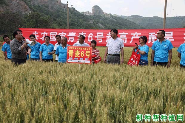青麦6号小麦品种好不好? 青麦6号小麦品种好不好?