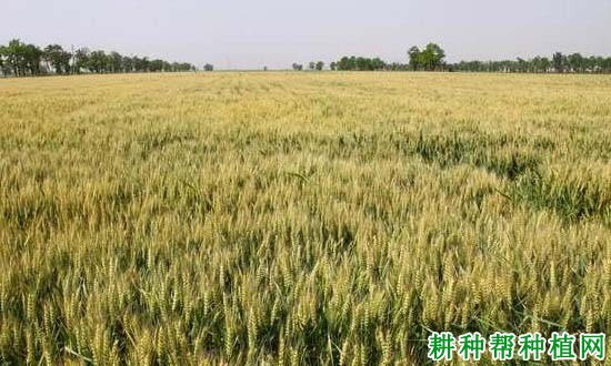 阳光851半冬性小麦品种好不好? 阳光851半冬性小麦品种好不好?