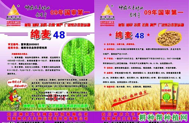 绵麦48春性小麦品种好不好? 绵麦48春性小麦品种好不好?