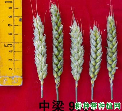 中梁31号冬性小麦品种好不好? 中梁31号冬性小麦品种好不好?