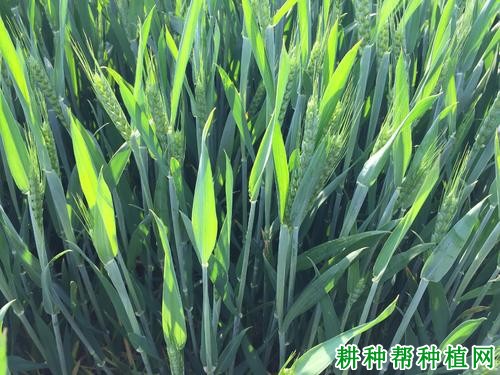 中信麦9号半冬性小麦品种好不好? 中信麦9号半冬性小麦品种好不好?