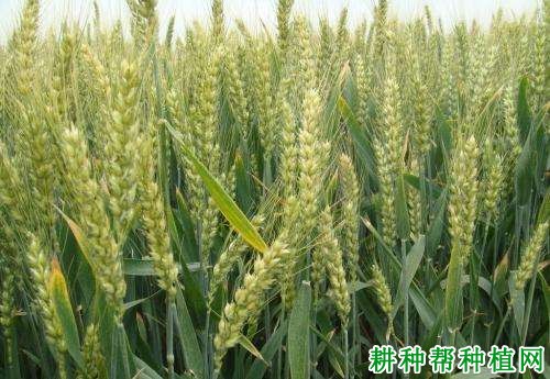 中信麦9号半冬性小麦品种好不好? 中信麦9号半冬性小麦品种好不好?