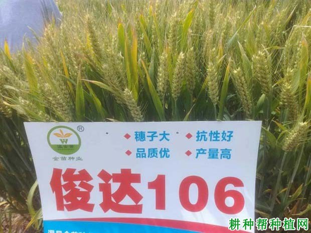 俊达106小麦品种好不好? 俊达106小麦品种好不好?