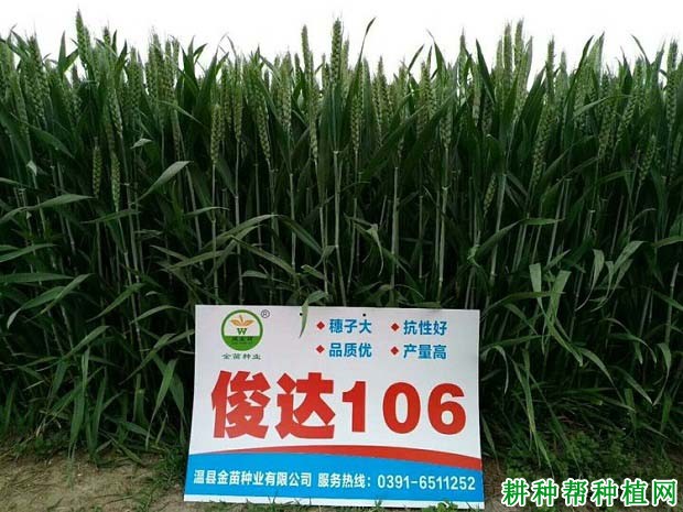 俊达106小麦品种好不好? 俊达106小麦品种好不好?