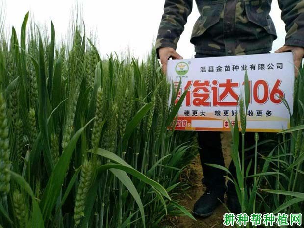 俊达106小麦品种好不好? 俊达106小麦品种好不好?